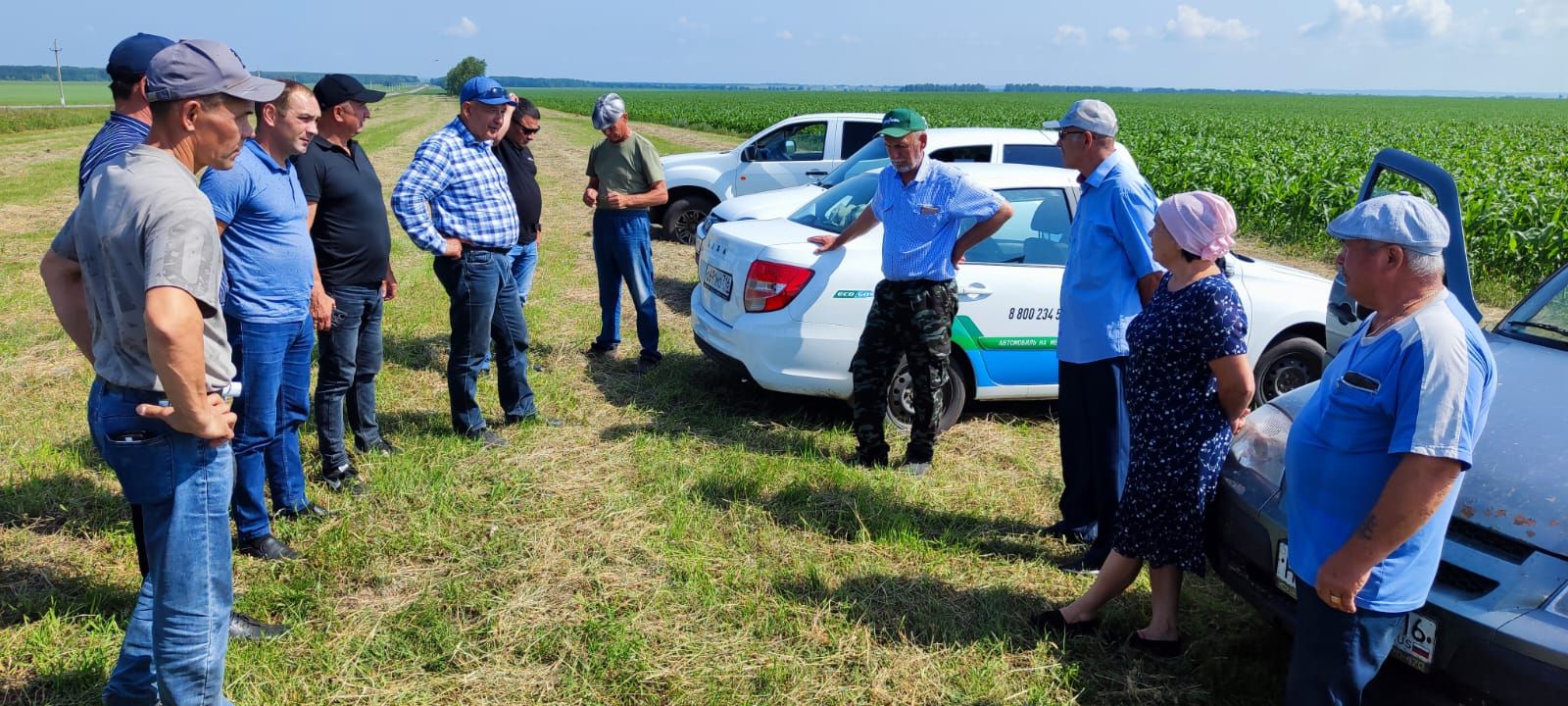 Погода немного повлияла на поля Мензелинского района, но зерновые и кукуруза обещают богатый урожай