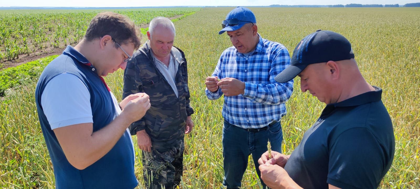 Погода немного повлияла на поля Мензелинского района, но зерновые и кукуруза обещают богатый урожай