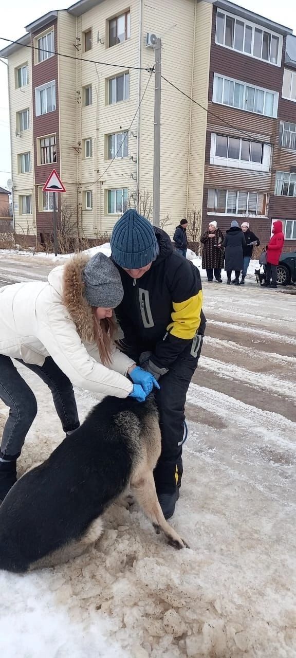 В Мензелинске активно чипируют собак