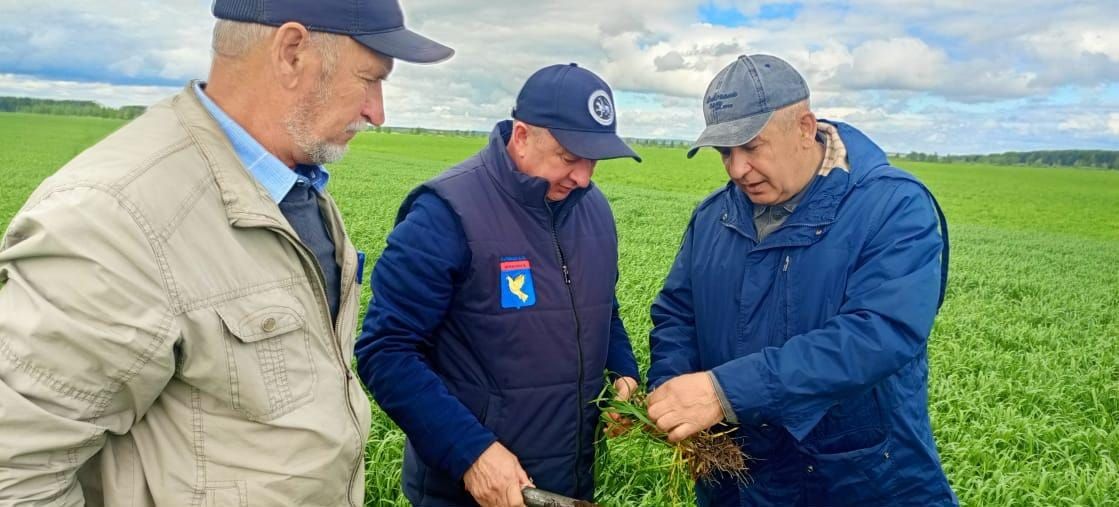 В Мензелинском районе приступили к заготовке кормов