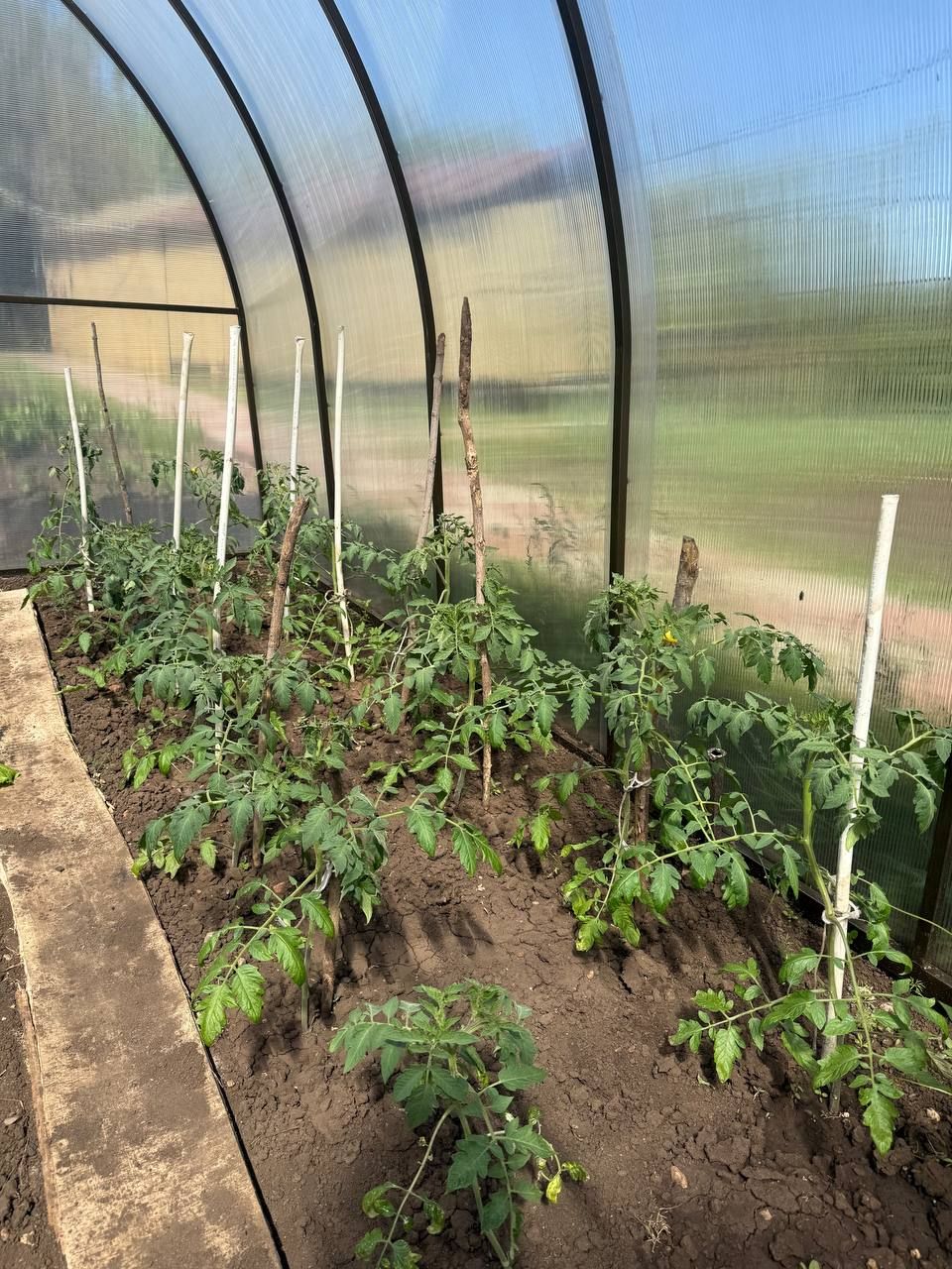 С «Мензелей» и вкусно и полезно: сажаем помидоры, огурцы, перцы и тыкву
