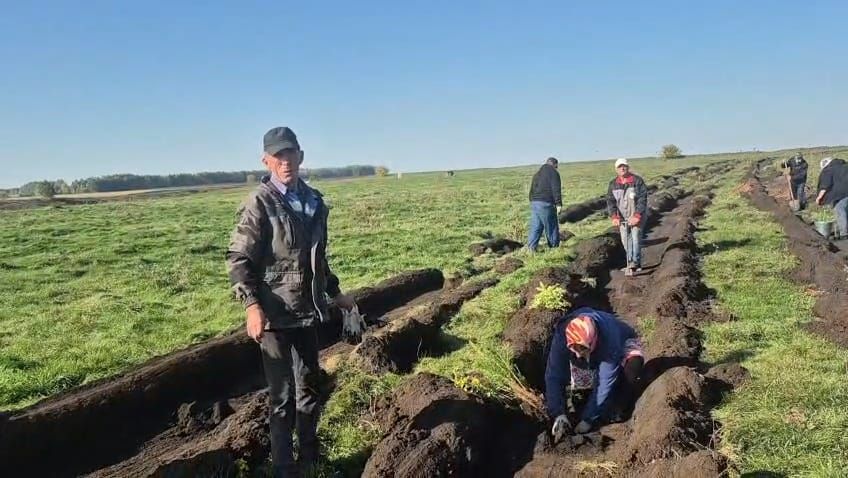 Десять тысяч саженцев — это стремление к красоте, а не к выполнению плана