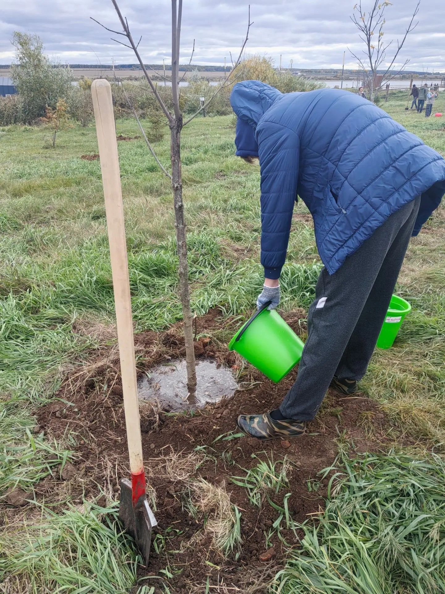 На набережной Мензели посадили 70 деревьев