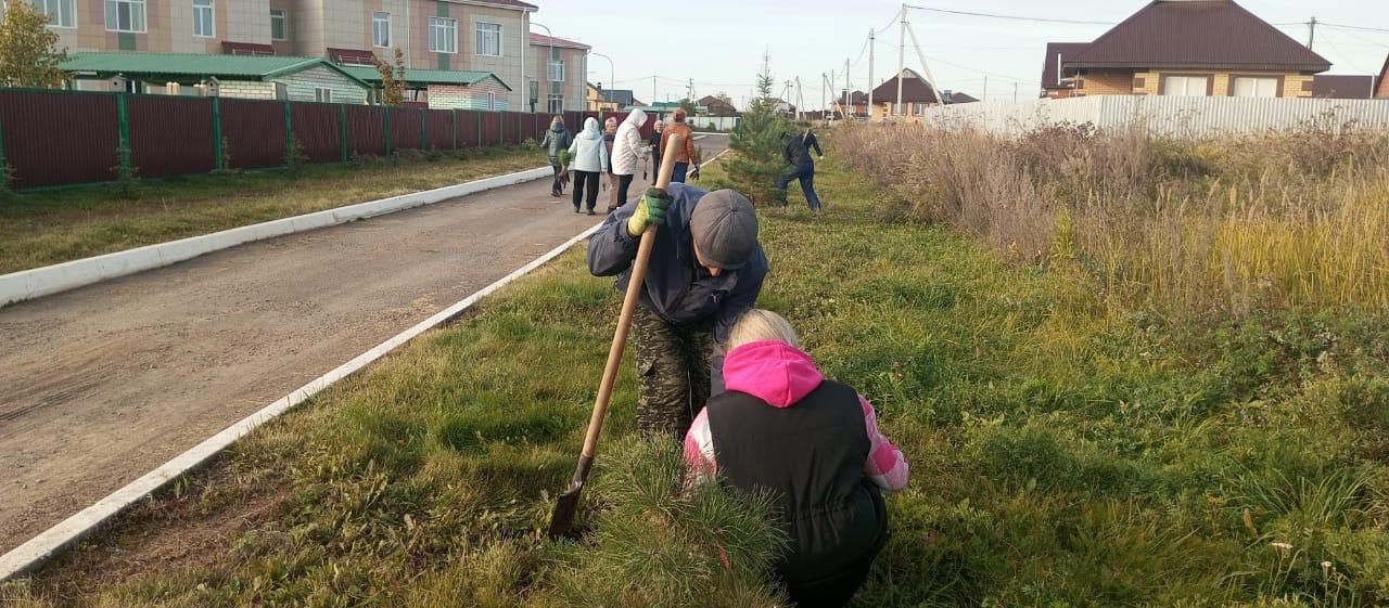 На прилегающей территории детского сада "Шатлык" посадили 80 саженцев елок и сосен