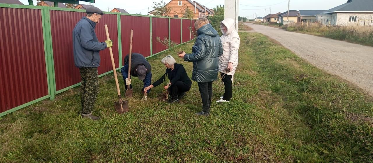 На прилегающей территории детского сада "Шатлык" посадили 80 саженцев елок и сосен