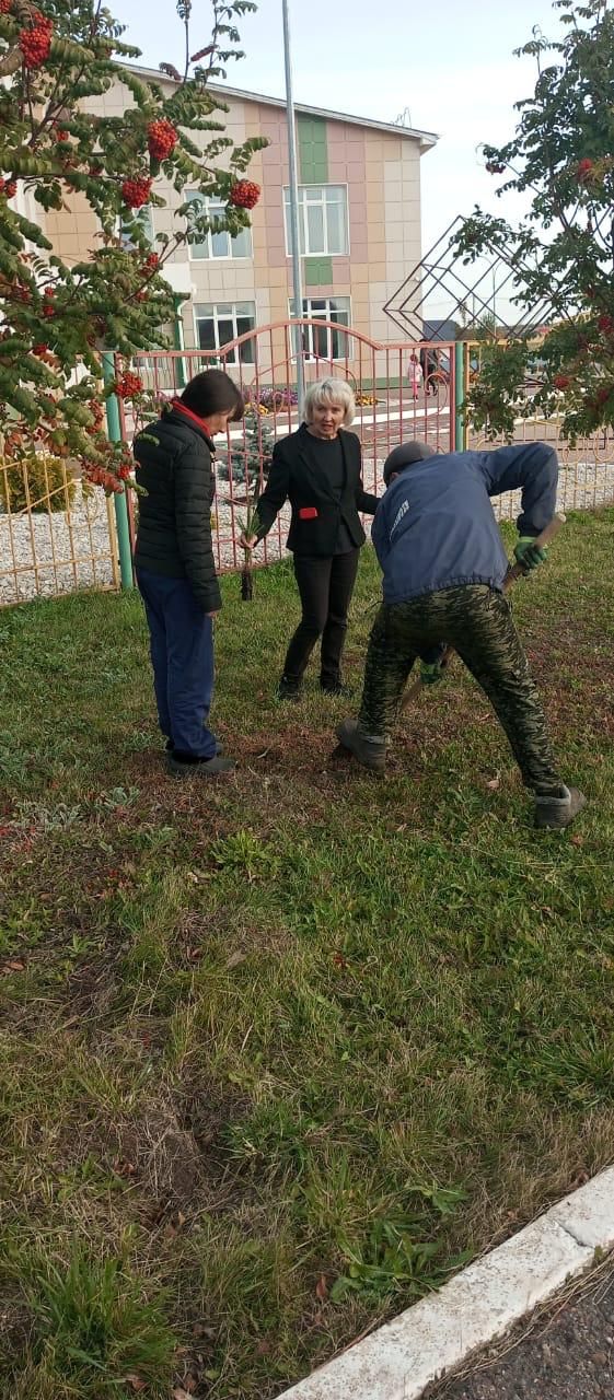 На прилегающей территории детского сада "Шатлык" посадили 80 саженцев елок и сосен