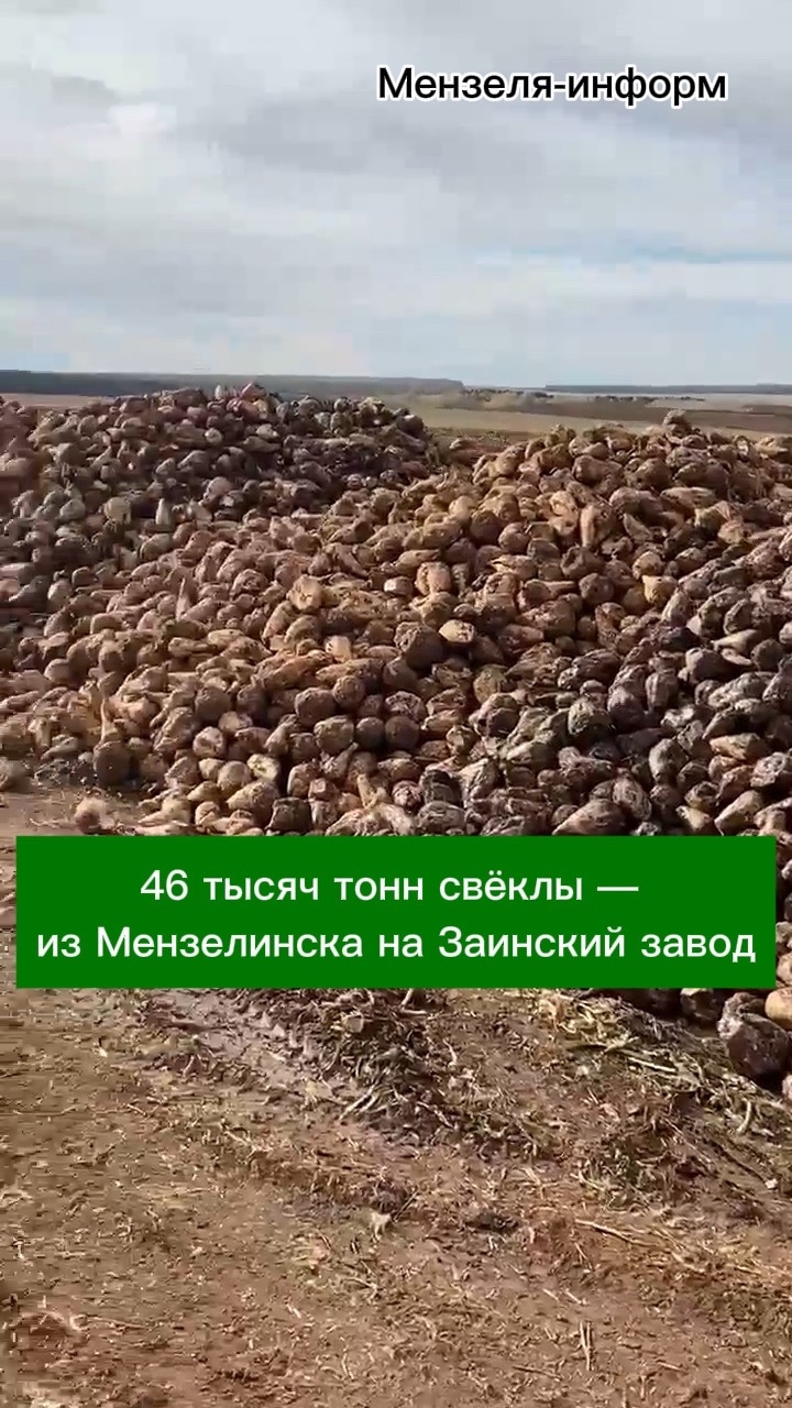 Сладкий урожай: свёклу из Мензелинского района везут на Заинский сахарный завод