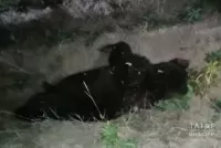 Машина сбила медведя на трассе в Татарстане
