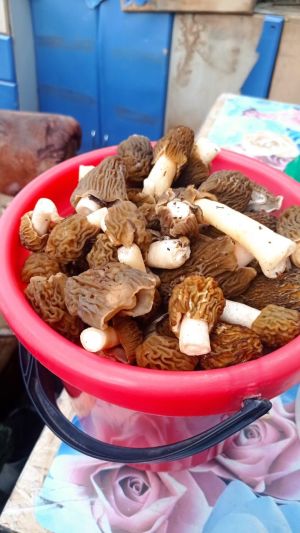В Мензелинском районе открыли грибной сезон