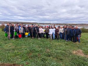 На набережной Мензели посадили 70 деревьев