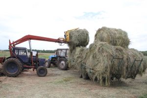 Минзәлә районында яуган яңгырлар авыл халкына печән әзерләргә комачаулый