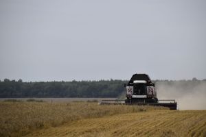 Минзәлә районында 136 мең тонна икмәк амбарларга кайтарылды