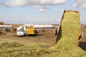 В Мензелинском районе продолжается закладка силоса из кукурузы