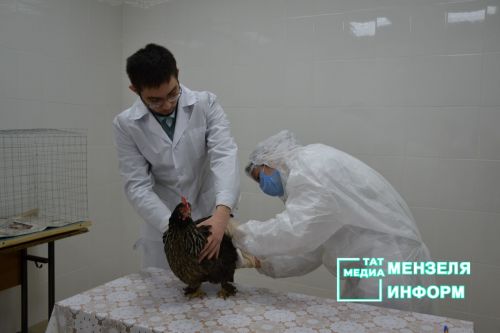 Булачак ветеринарлар эш урыннарын бүген үк беләләр