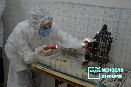 Булачак ветеринарлар эш урыннарын бүген үк беләләр