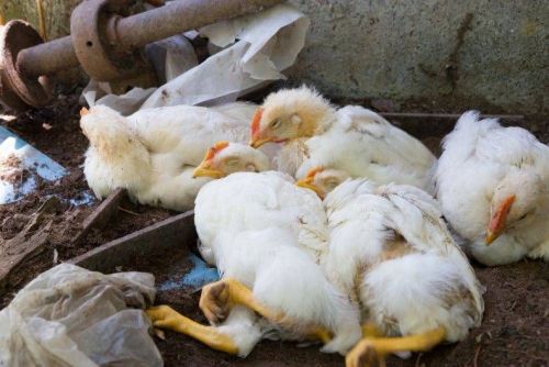 Ветеринарная служба Мензелинского района сообщает об угрозе птичьего гриппа