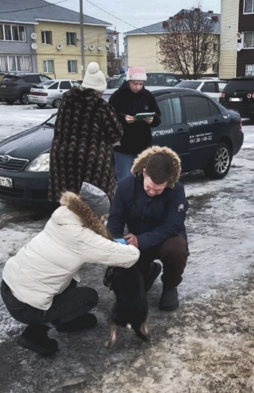 В Мензелинске активно чипируют собак