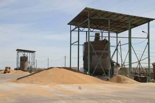 Мышевидные грызуны атакуют поля Татарстана: рекомендации аграриям