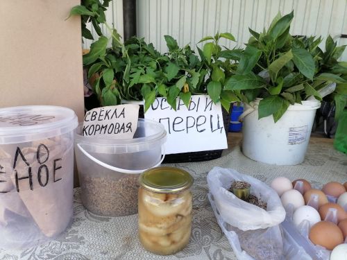 На рынке Мензелинска торгуют саженцами различных овощей