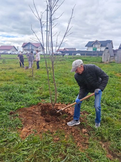 На набережной Мензели посадили 70 деревьев
