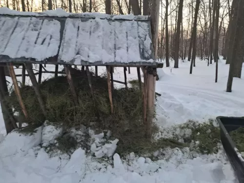 Забота о дикой природе: Биотехнические мероприятия в охотничьих угодьях Мензелинского района