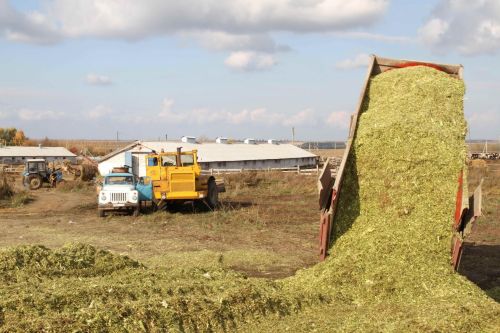 В Мензелинском районе продолжается закладка силоса из кукурузы