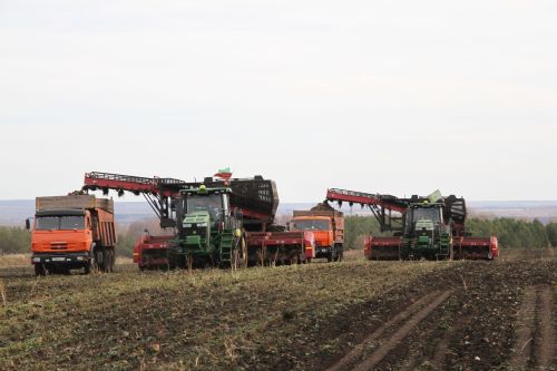 В Мензелинском районе урожайность сахарной свёклы достигла 416 центнеров с гектара