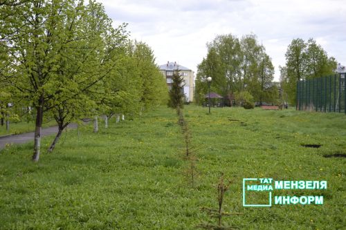 Мензелинцы высадили живой символ Победы в рамках акции "Сад памяти"