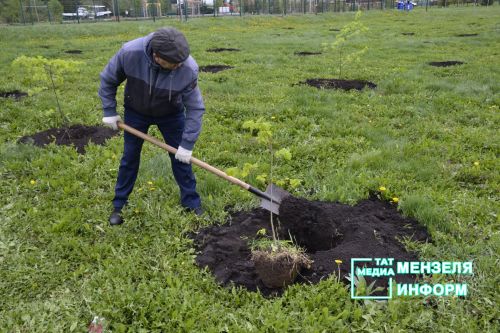 Мензелинцы высадили живой символ Победы в рамках акции "Сад памяти"