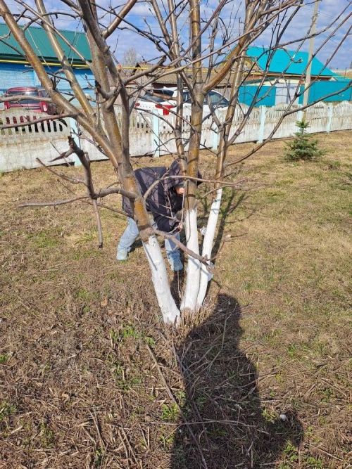 В Мензелинском районе активно проходит двухмесячник по очистке