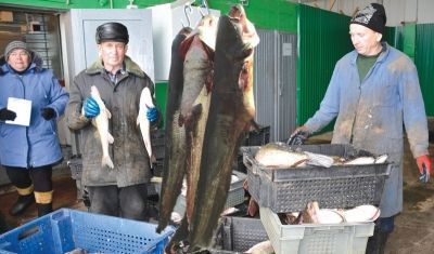 В этом году квота мензелинским рыбакам – около 80 тонн