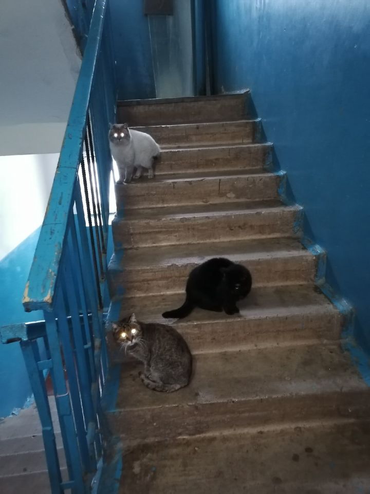 В подъездах домов Мензелинска хозяйничают кошки