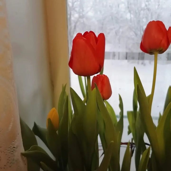 Жительница Мензелинска Гульсум Шарифзянова выращивает тюльпаны на подоконнике