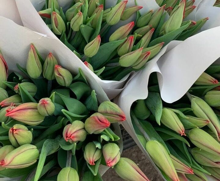 В теплицах Набережных Челнов выращено около 170 тысяч тюльпанов