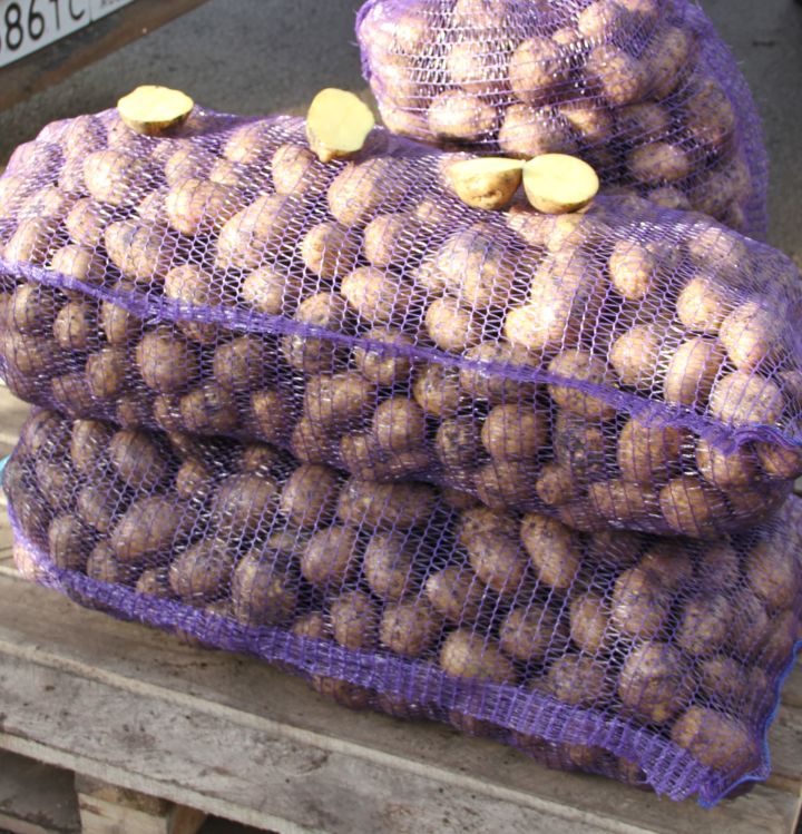 Мензелинцы подготавливают семена картофеля