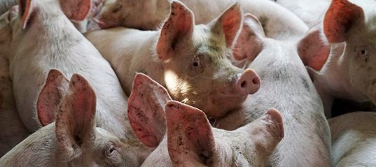 Вирус африканской чумы свиней в Республике Татарстан