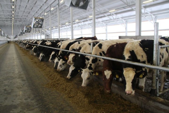 Животноводы Мензелинского района занимают второе место в республике по среднему надою молока от одной коровы