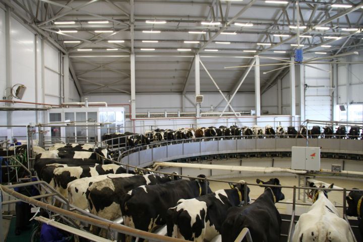 Животноводы Мензелинского района с каждым днем увеличивают производство молока