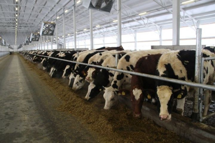 Производителям молока в Татарстане предоставят субсидии