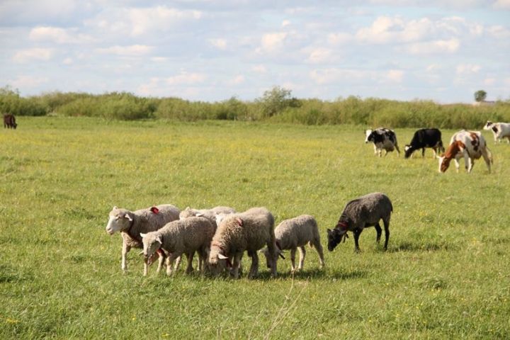 В Татарстан запретят завозить овец для Курбан-байрама из других регионов России
