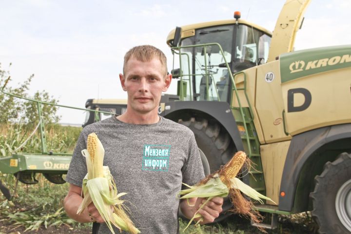 В ООО «Камский Бекон» начали закладывать кукурузу на силос