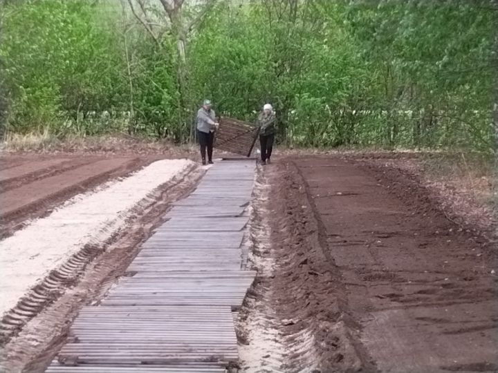 Работники Мензелинского лесничества охраняют и возрождают леса