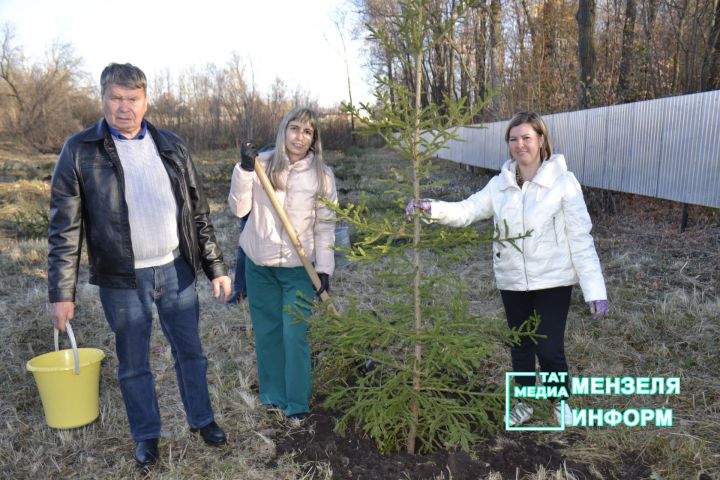 150 саженцев голубой ели появились в Мензелинске