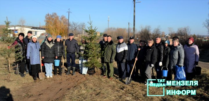 150 саженцев голубой ели появились в Мензелинске