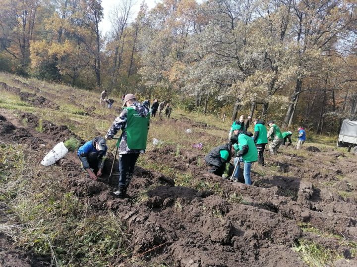 Мензелинцы присоединились к Всероссийской акции «Сохраним лес»