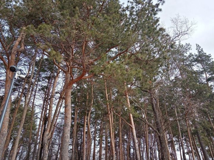 В Татарстане из-за высокой пожароопасности на 21 день ограничили посещение лесов