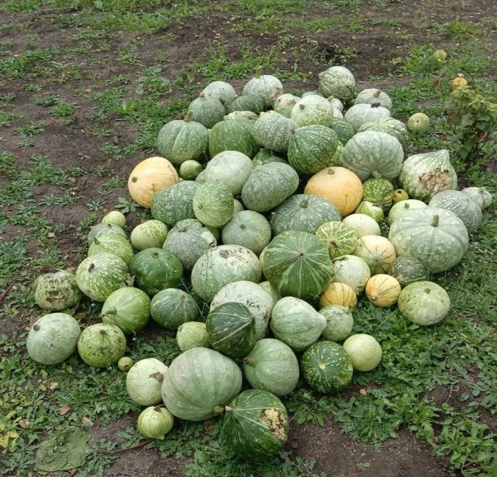 В Коноваловской школе Мензелинского района сегодня прошел День благотворительности