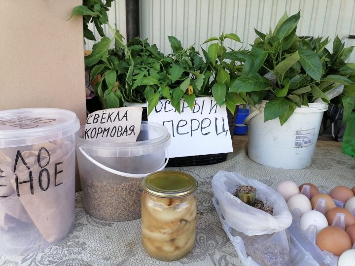 На рынке Мензелинска торгуют саженцами различных овощей