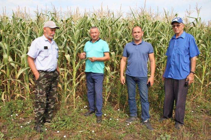 В «Калмурзине» вырастили хороший урожай кукурузы
