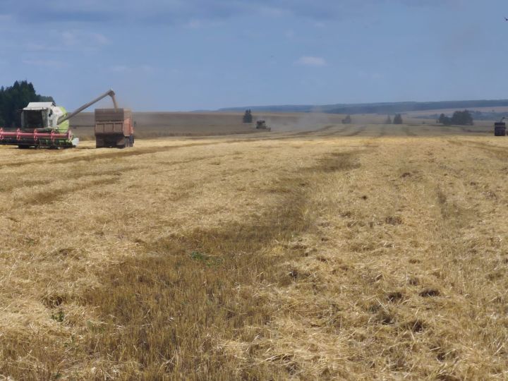 В отделении Кадряково агрофирмы «Мензелинские зори» площадь озимых культур достигает 4557 гектаров
